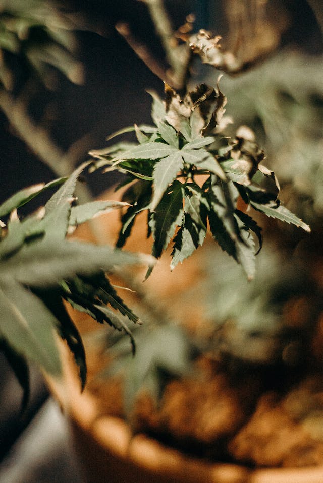 Impact Environnemental de la Culture du Cannabis: Une Analyse des Dangers environnementaux